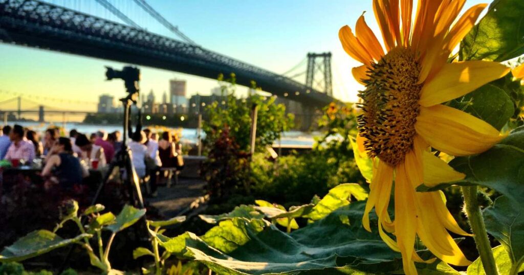 sunflower in the summer in new york city